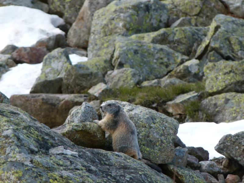 Incontri ravvicinati - Pagina 10 Marmot10