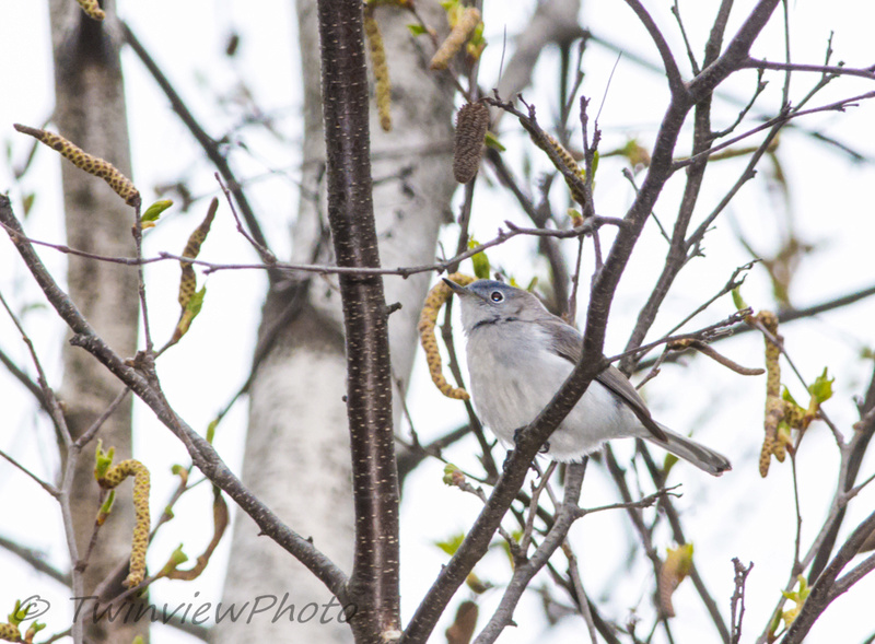 Gobemoucheron gris-bleu 002_7610