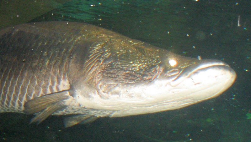 piranha - Un poisson amazonien, l'arapaima gigas, doté d'un blindage anti-piranha unique dans la nature Arapai11