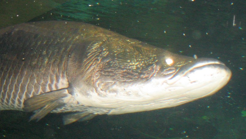 Un poisson amazonien, l'arapaima gigas, doté d'un blindage anti-piranha unique dans la nature  Arapai11