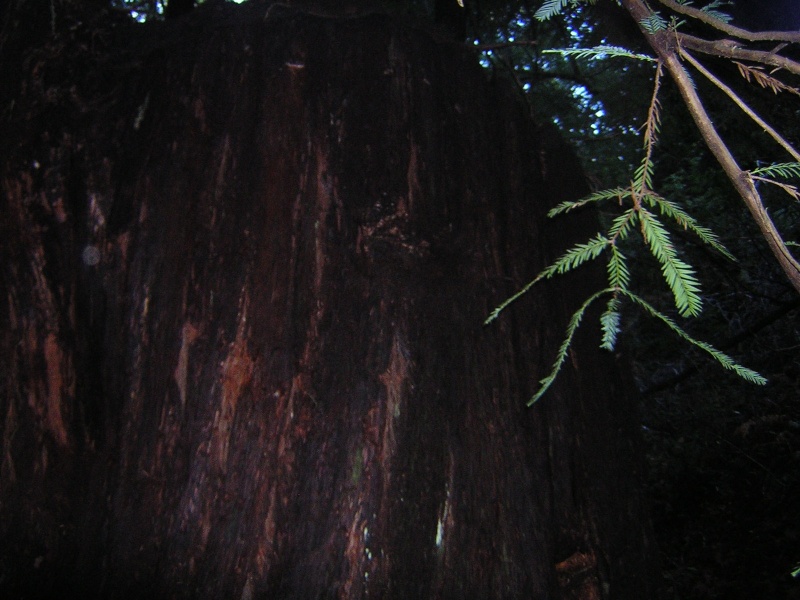 Sequoia - redwood Dscn3527