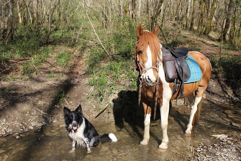 Hänsel, Border Collie dit Hans <3 - Page 36 Ahimg_16