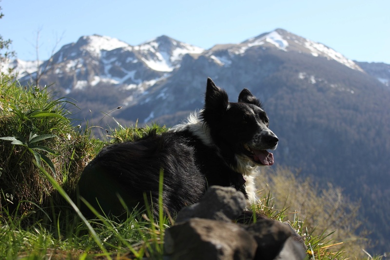 Hänsel, Border Collie dit Hans <3 - Page 38 Himg_424