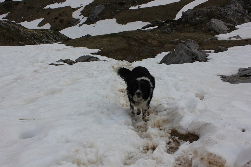 Hänsel, Border Collie dit Hans <3 - Page 38 Himg_443