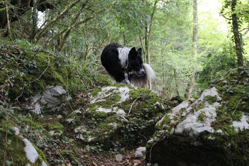 border - Hänsel, Border Collie dit Hans <3 - Page 39 Himg_454