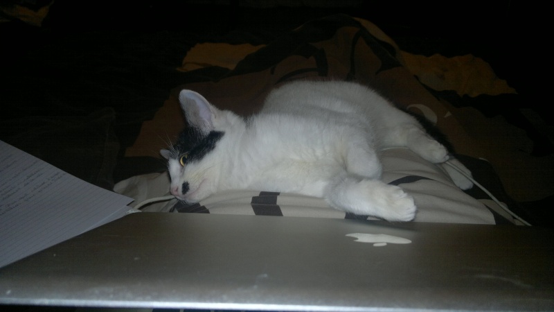 LEÏA, chatonne noire et blanche née en octobre 2013 Leia310