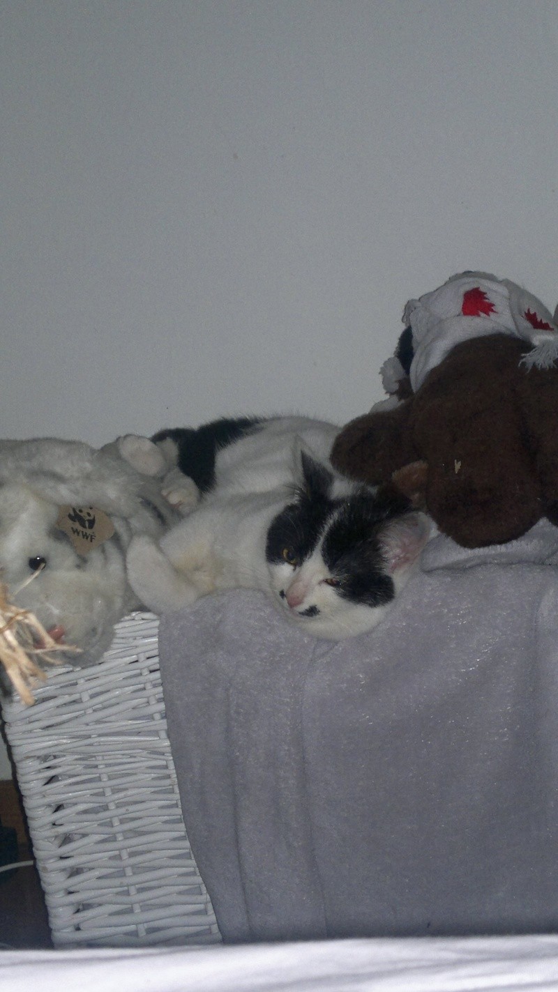 LEÏA, chatonne noire et blanche née en octobre 2013 Leia510