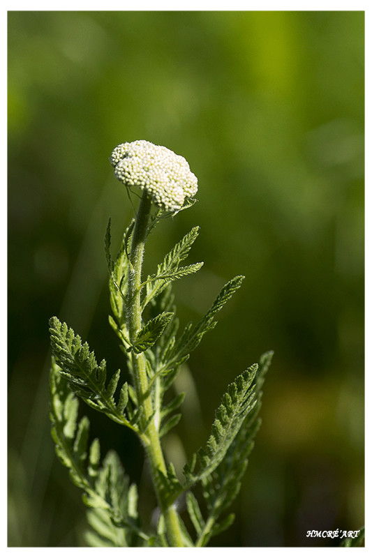 Sortie anniversaire 2017 - Macro Sud 7ème Ed. - 20 Mai - Page 4 Imgp5012