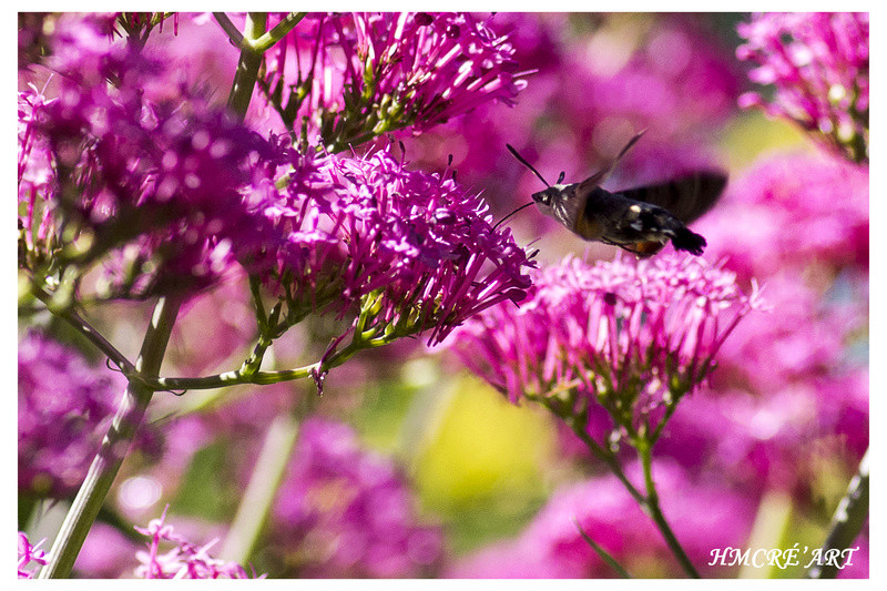 Sortie anniversaire 2017 - Macro Sud 7ème Ed. - 20 Mai - Page 5 Imgp5013