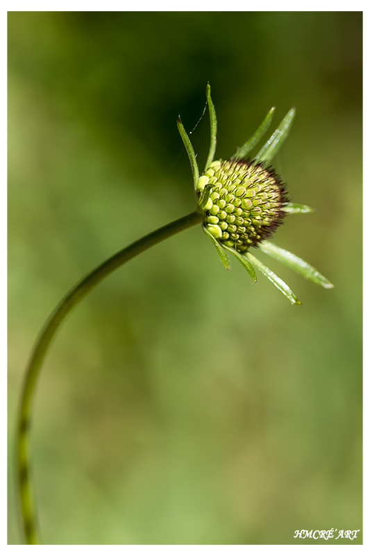 Sortie anniversaire 2017 - Macro Sud 7ème Ed. - 20 Mai - Page 4 Imgp5110