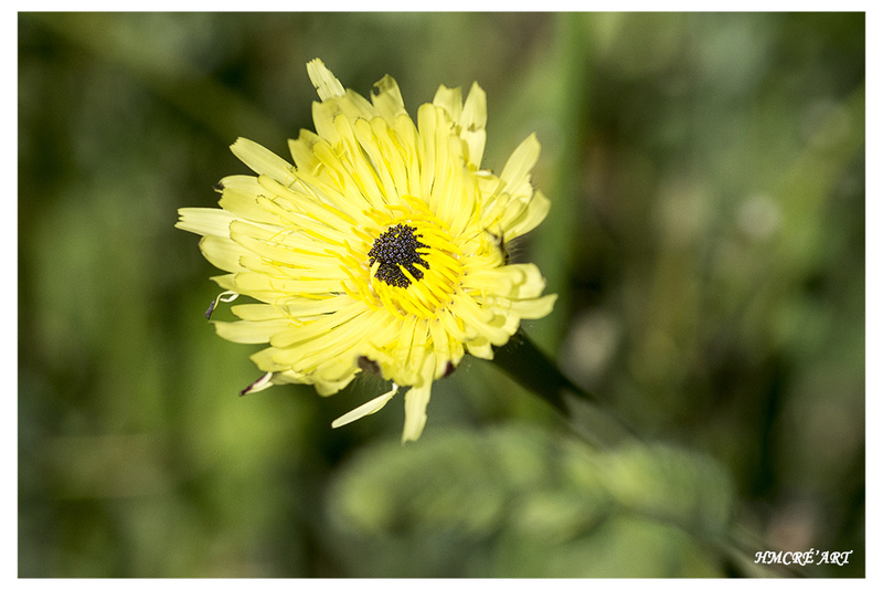 Sortie anniversaire 2017 - Macro Sud 7ème Ed. - 20 Mai - Page 4 Imgp5112