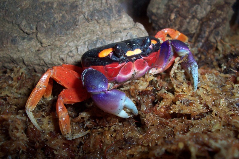 Crabe Halloween Crabe-10