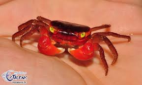 Crabe Images10