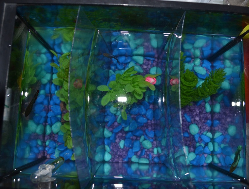 3 Betta femelles dans 20L Betta110