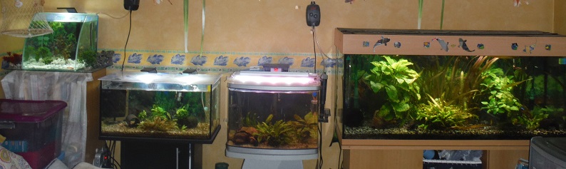 Présentation de mon aquarium tropical 250 L Avril_10