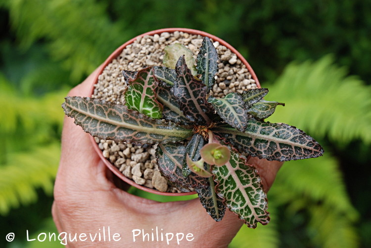 Euphorbia francoisii - Page 10 Dsc_3716