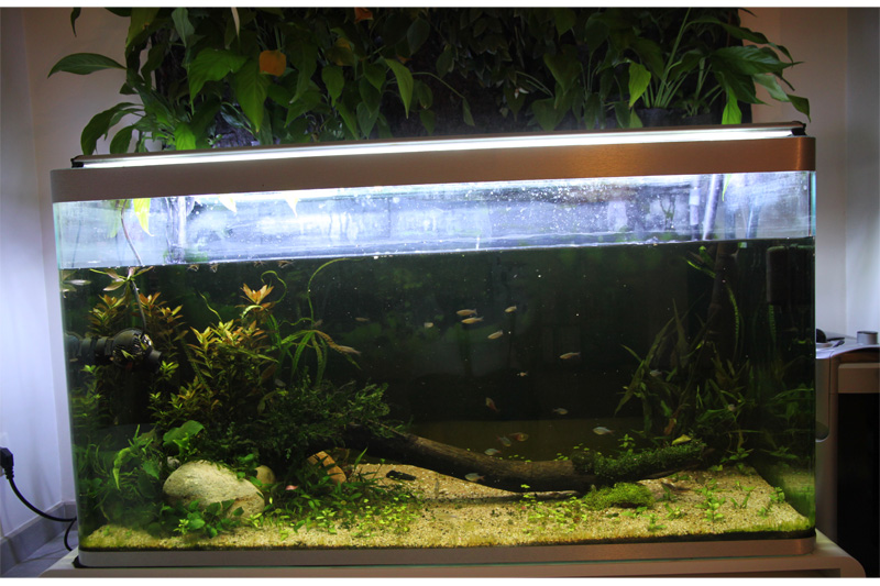 Mur végétal avec aquarium de 320L ---> Paludarium - Page 5 Img_0712