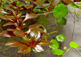 Mur végétal avec aquarium de 320L ---> Paludarium - Page 5 Plante10