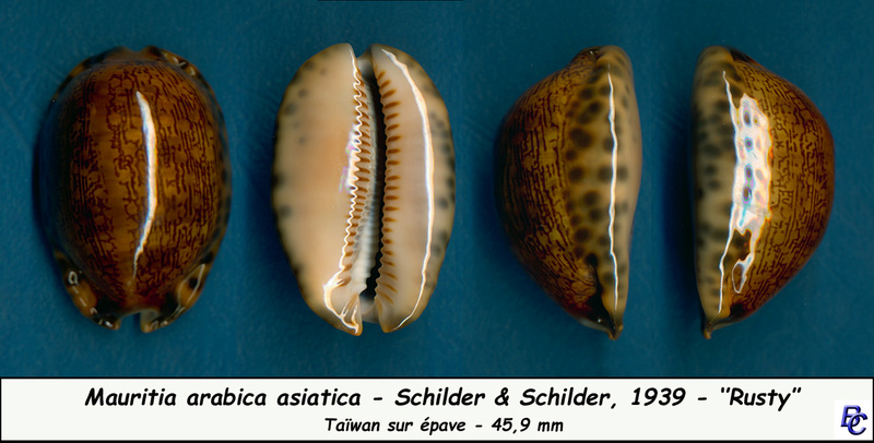 Mauritia arabica asiatica F. A. Schilder & M. Schilder, 1939 - Page 2 Arabic11