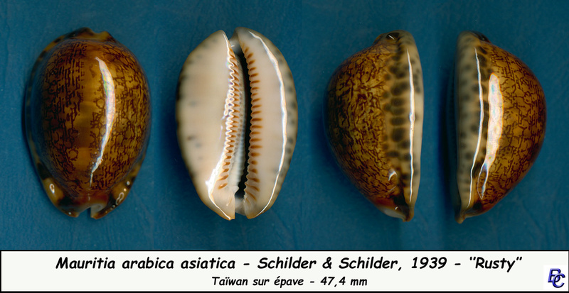 Mauritia arabica asiatica - Schilder & Schilder, 1939  - Page 2 Arabic12