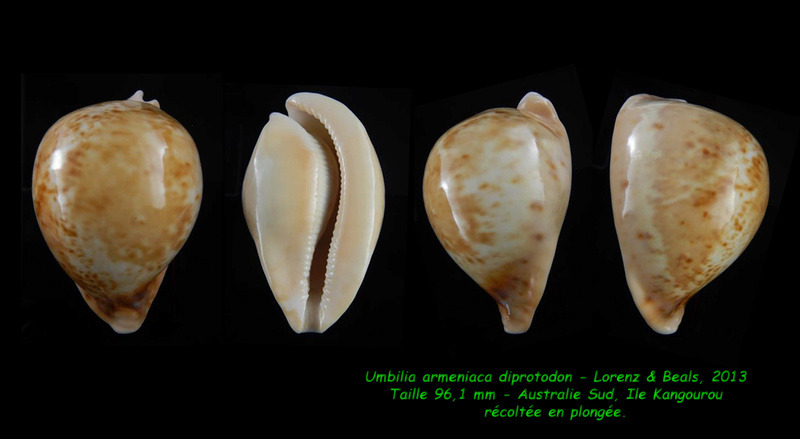 Umbilia armeniaca diprotodon Lorenz & Beals, 2013 Armeni11