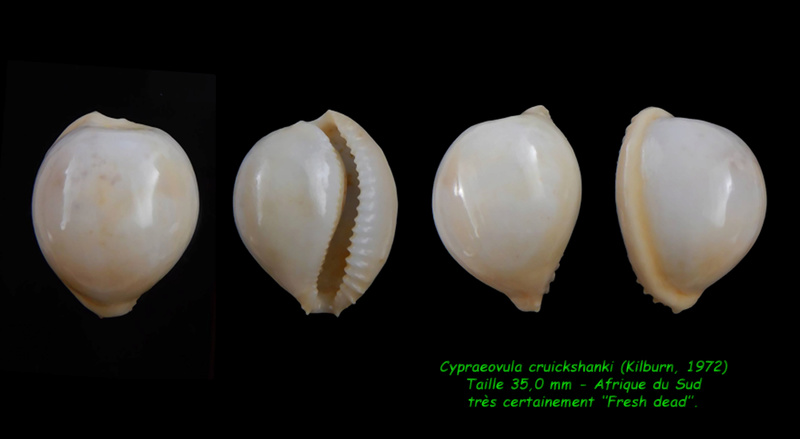 Cypraeovula cruickshanki (Kilburn, 1972) Cruick10