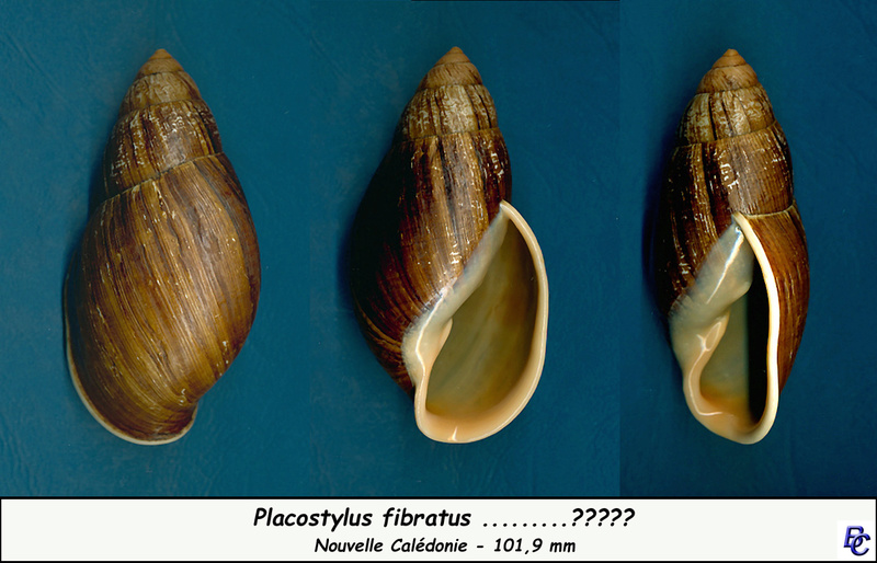 Placostylus fibratus (Martyn, 1789) Fibrat11