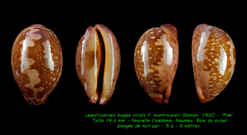 Leporicypraea mappa viridis f. montrouzieri Dautzenberg, 1903 - Page 3 Mappa_10