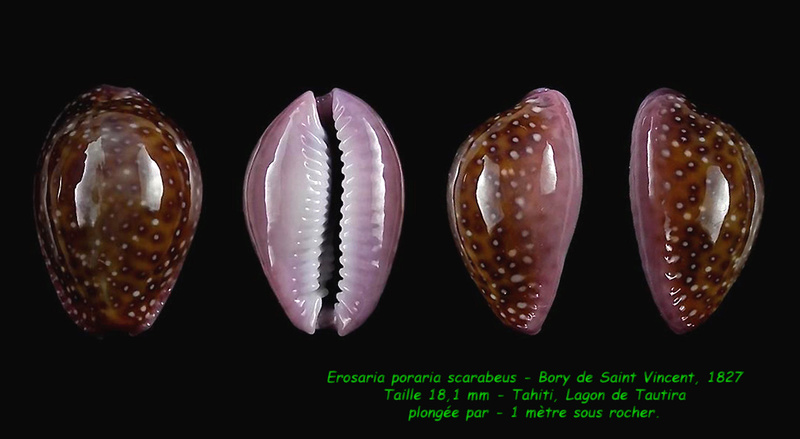 Naria poraria scarabeus (Bory, 1827) voir Naria poraria Porari11