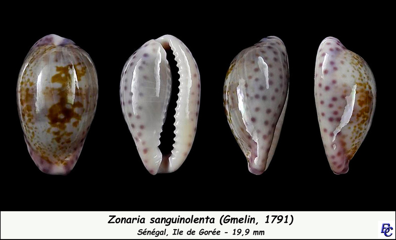 Zonaria sanguinolenta (Gmelin, 1791) Sangui11