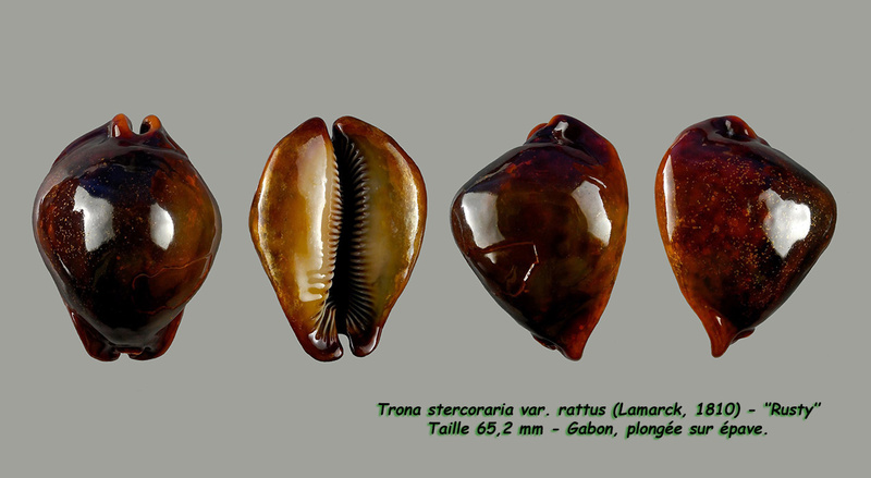 Trona stercoraria stercoraria (Linnaeus, 1758) - Rusty Sterco11