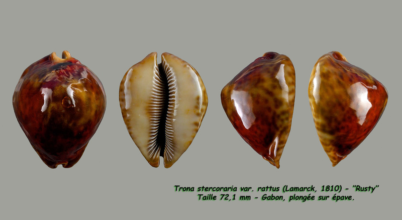Trona stercoraria stercoraria (Linnaeus, 1758) - Rusty Sterco12