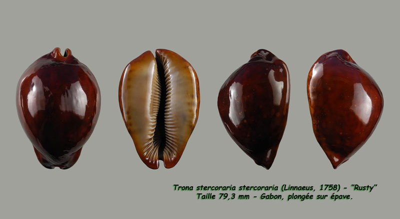 Trona stercoraria stercoraria - (Linnaeus, 1758) - Rusty Sterco13