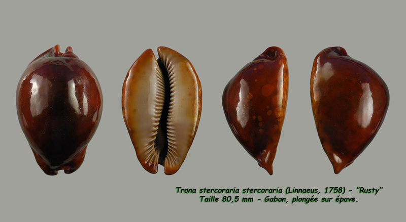 Trona stercoraria stercoraria - (Linnaeus, 1758) - Rusty Sterco15