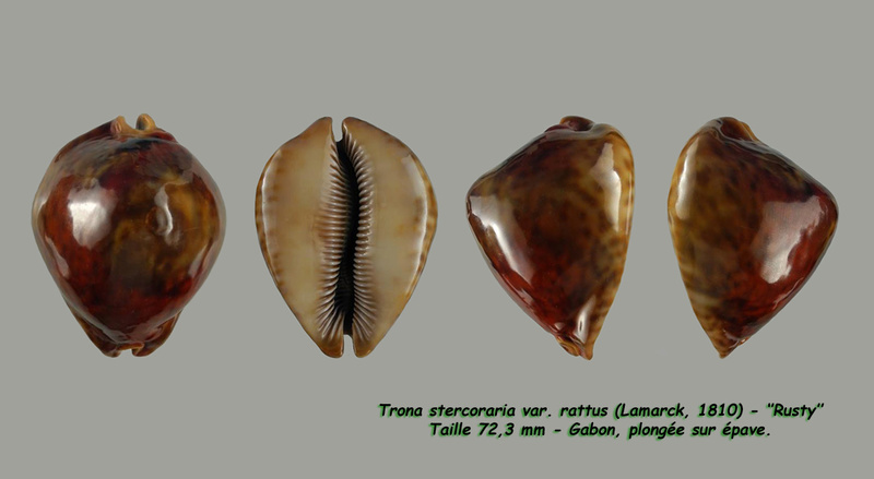 Trona stercoraria stercoraria - (Linnaeus, 1758) - Rusty Sterco22