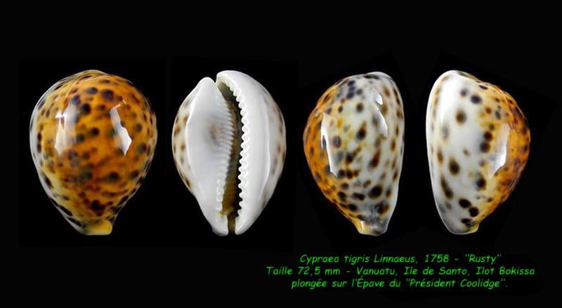 Cypraea tigris - Linnaeus, 1758 - Rusty Tigris10