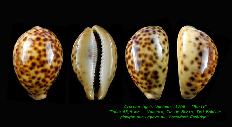 Cypraea tigris Linnaeus, 1758 - Rusty Tigris11