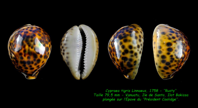 Cypraea tigris Linnaeus, 1758 - Rusty Tigris14