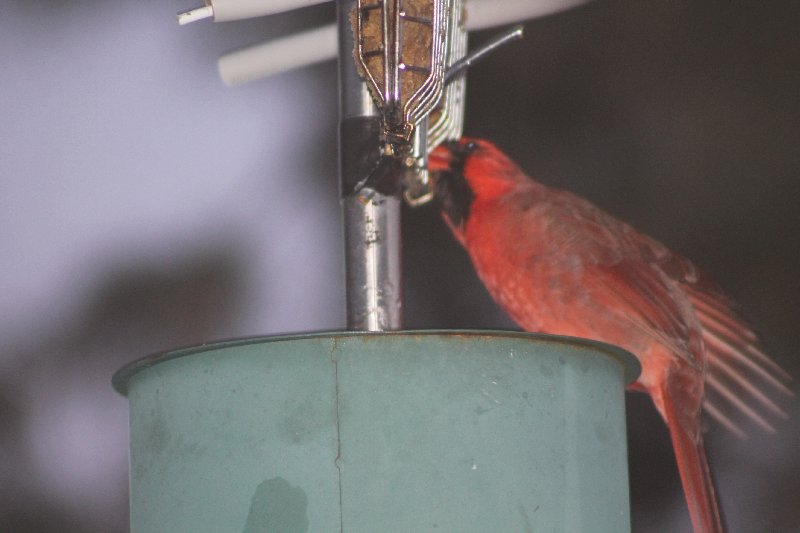 Un cardinal au pain d'oiseau Img_0816