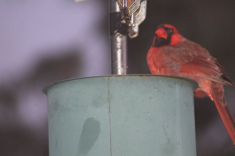 Un cardinal au pain d'oiseau Img_0817