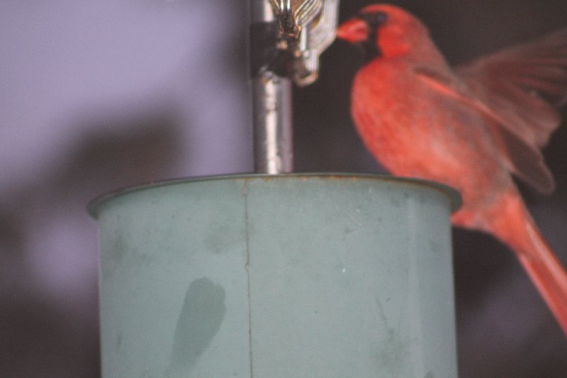 Un cardinal au pain d'oiseau Img_0818