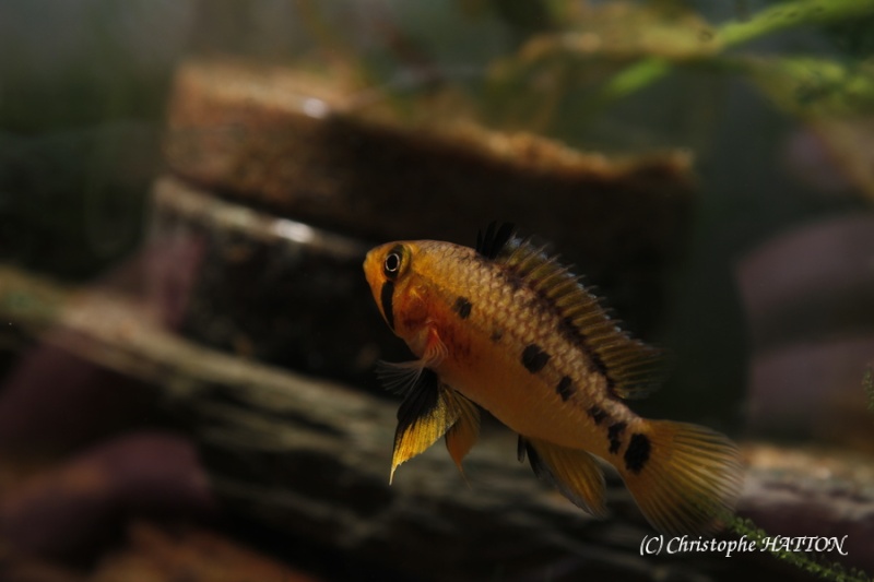 Apistogramma sp.putumayo _mg_2210