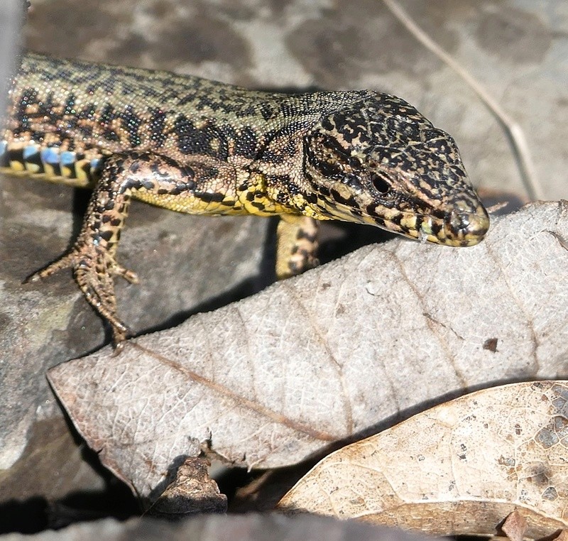 Portraits de lézards P1270611