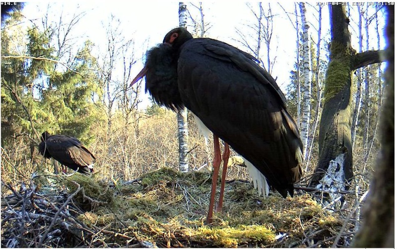 Wildtier-Livecams - Seite 15 Storch16