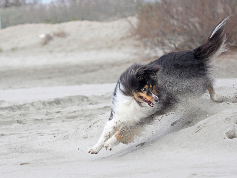 Photographie d'animaux - conseils pour devenir un pro ! - Page 45 Img_1115