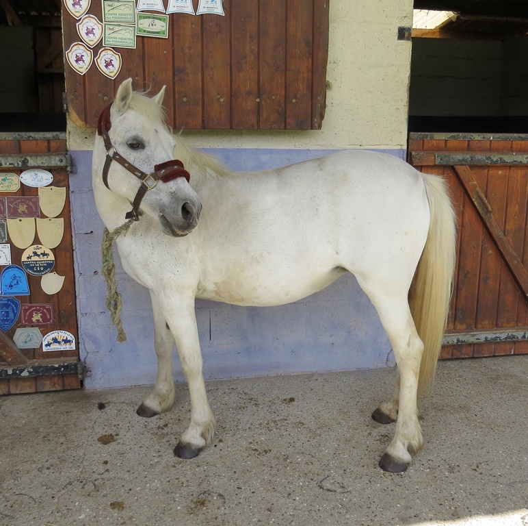 LOULA - OI Poney née en 1999 - accueillie chez Pech-Petit en septembre 2017   Loula_11