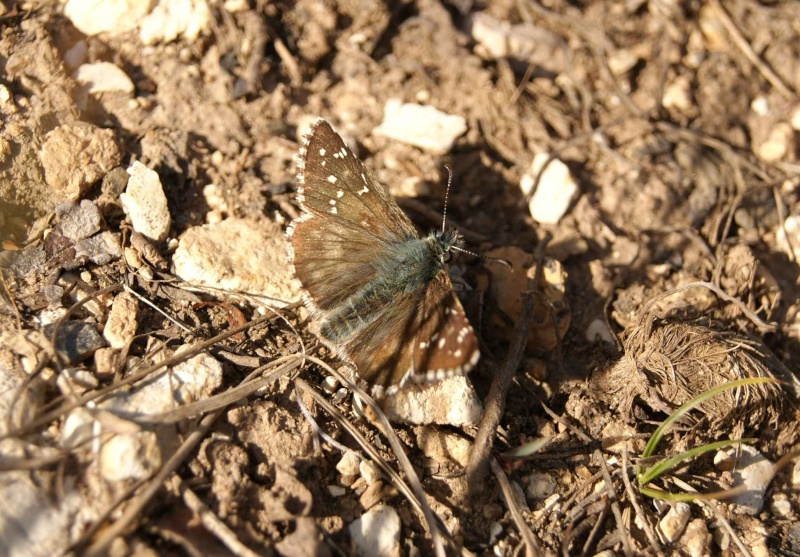 Identification papillons (Pyrgus serratulae et Grand Nacré) 22_08_10