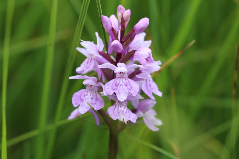 Flore des Vosges Img_3513