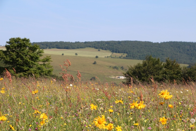 Flore des Vosges Img_3610