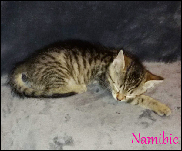 NAMIBIE chaton à l'adoption 18836210